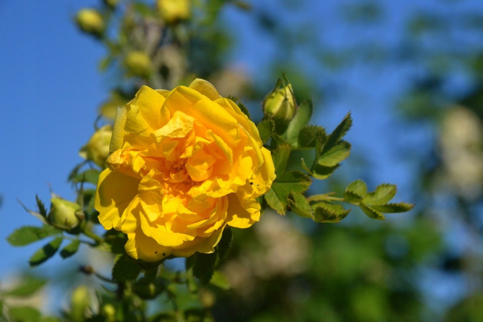 Желтый Шиповник Капуцинская Роза