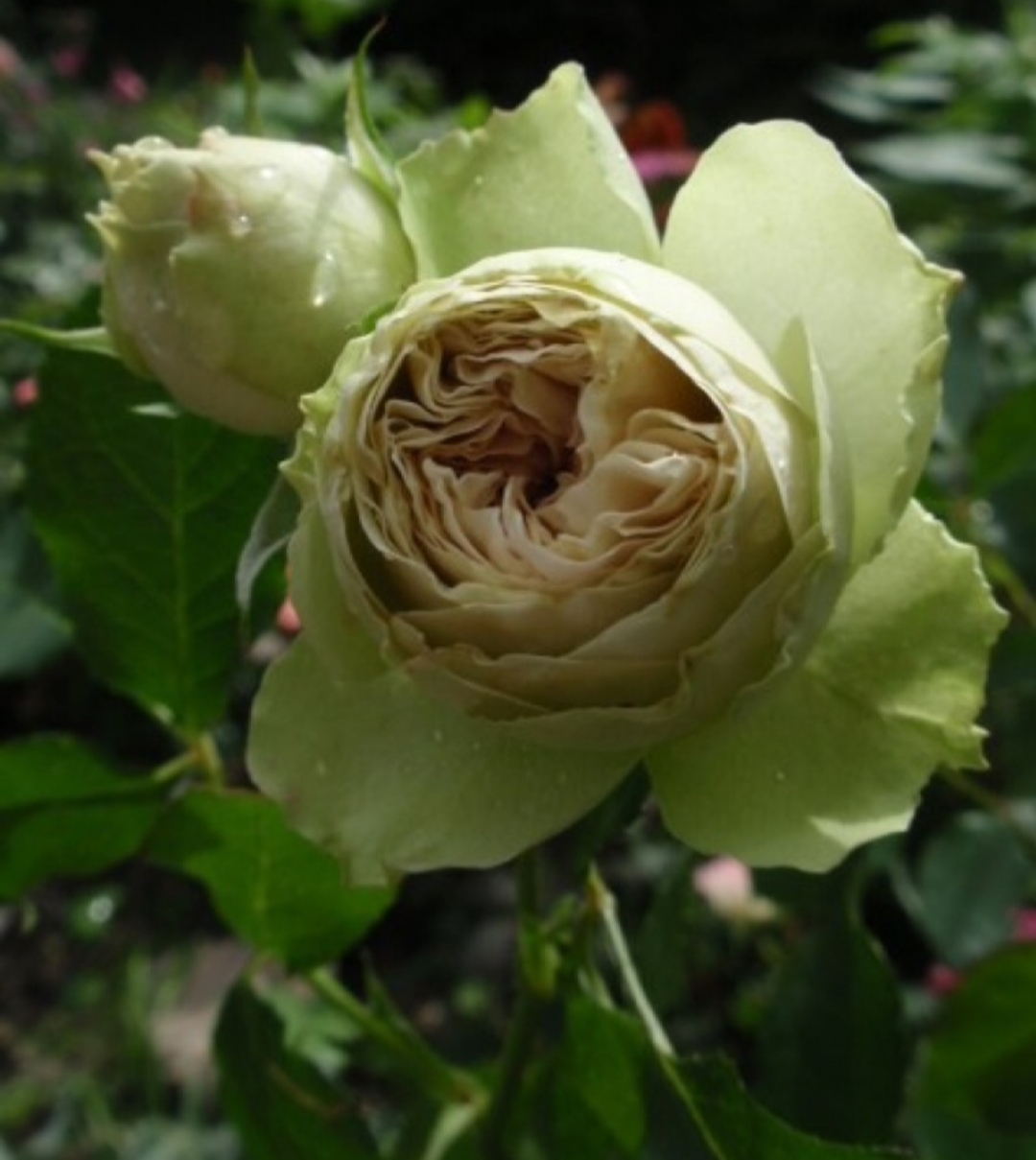 Лавли Грин (Lovely Green) роза
