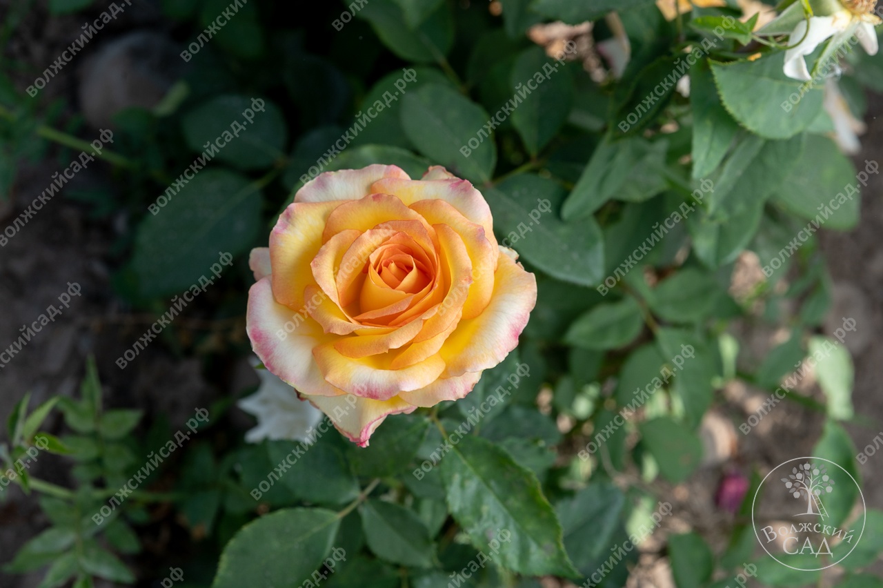 Розы сорта Амбианс фото и цена