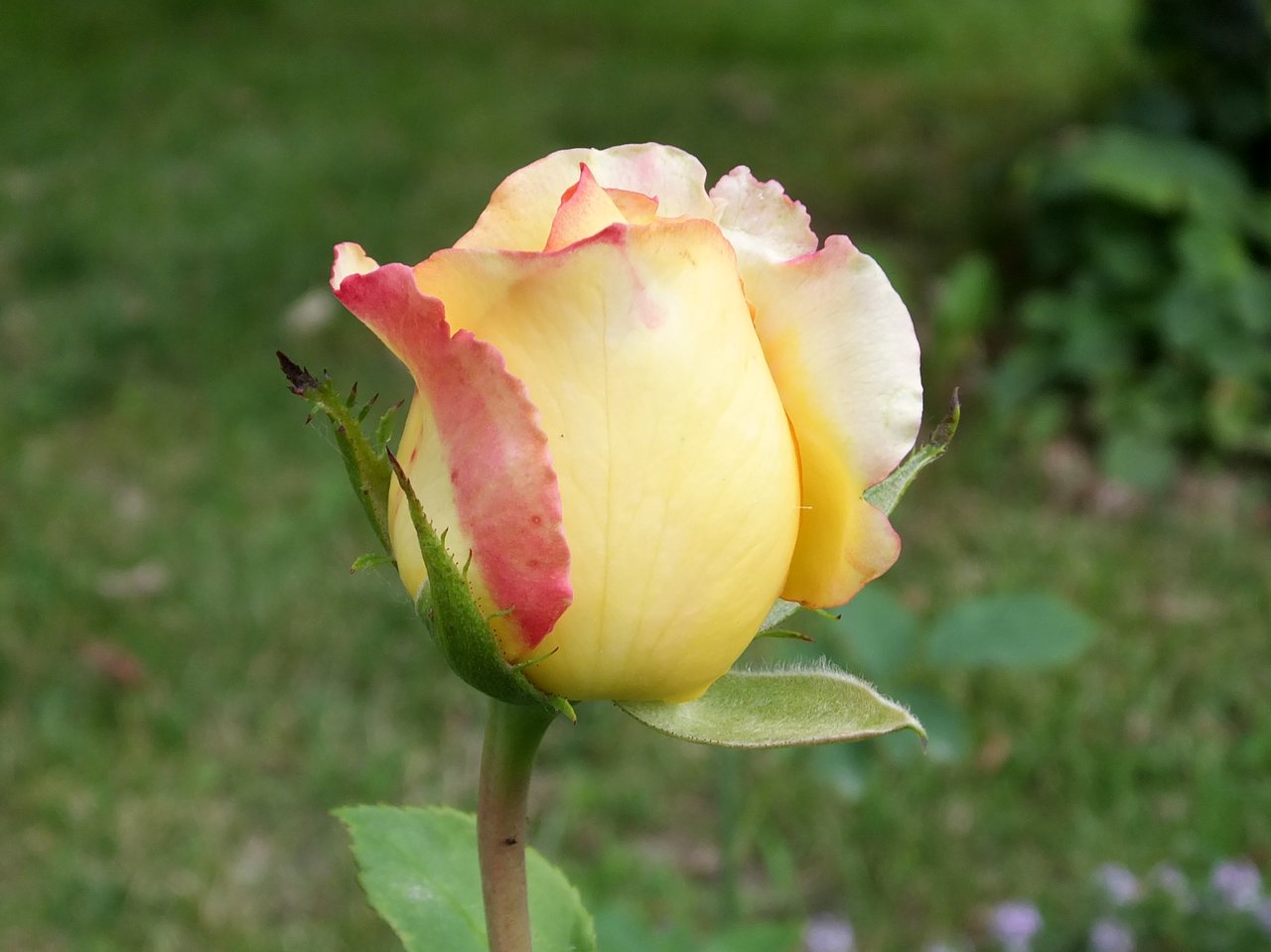 Сорт розы сорт Амбианс
