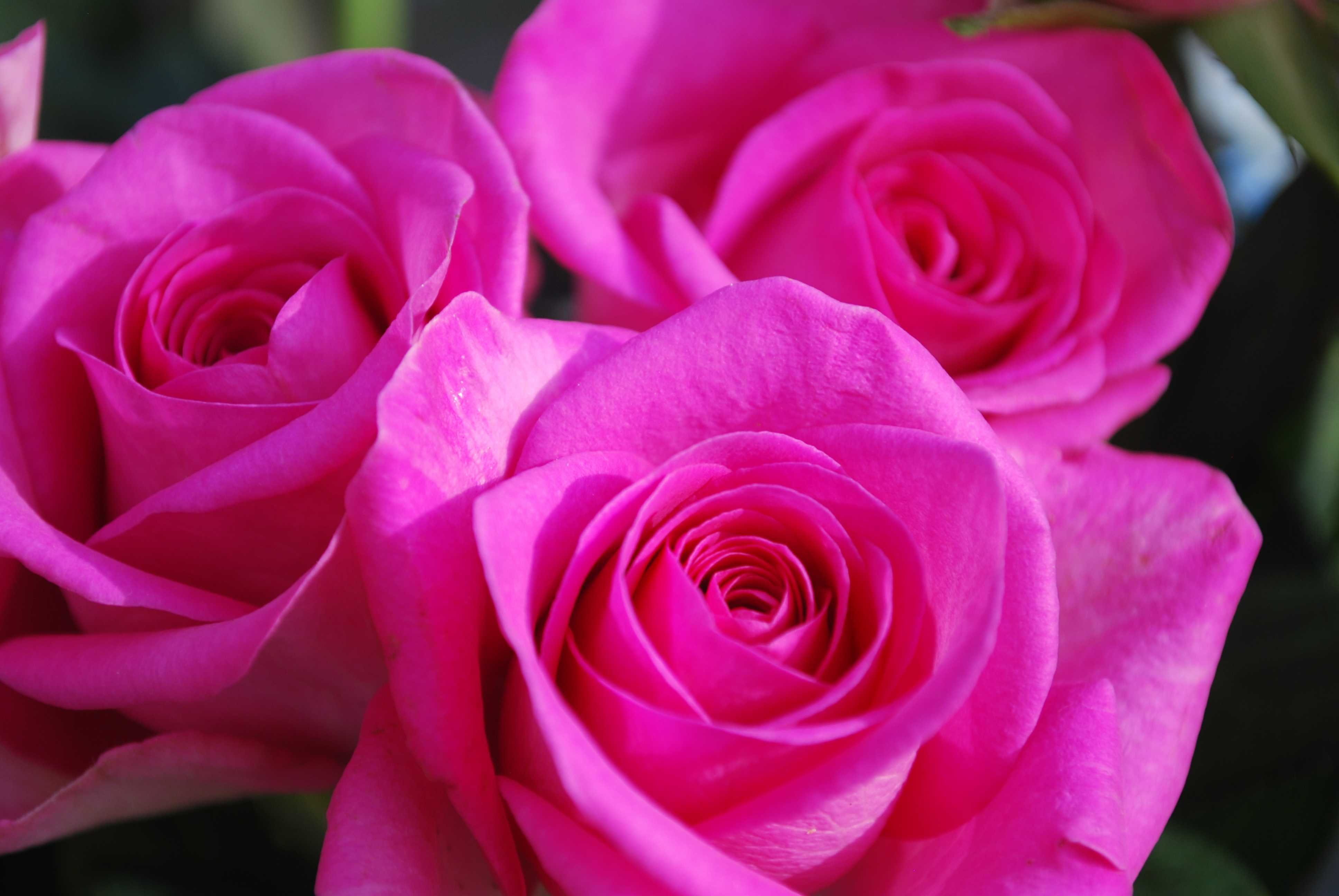 фото роз розового цвета