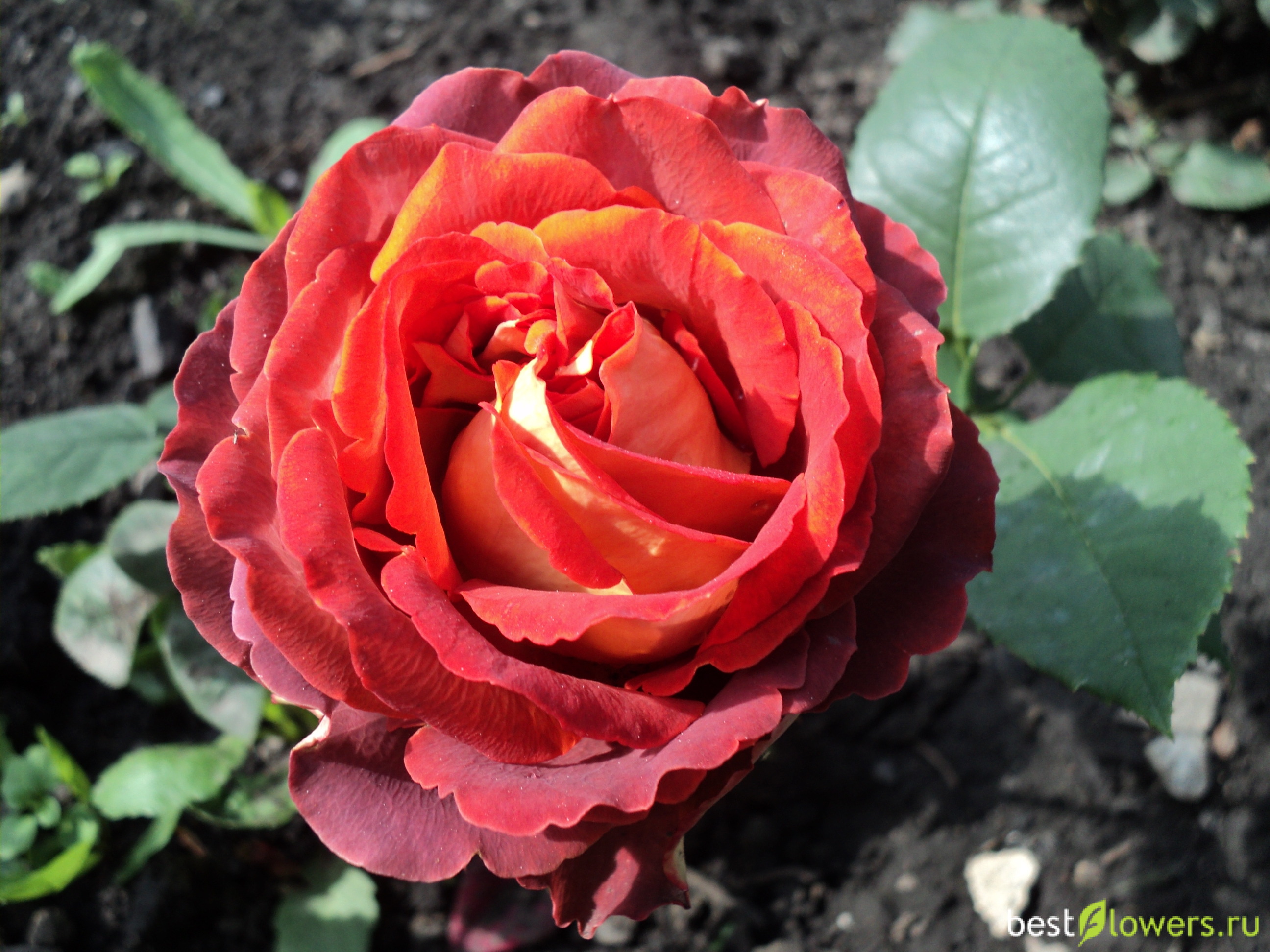 Crimson Glory роза