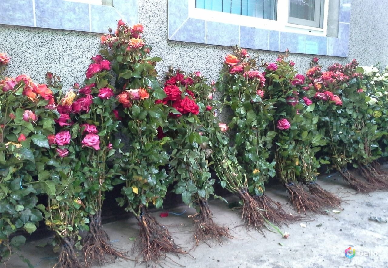 Голландские Розы Саженцы