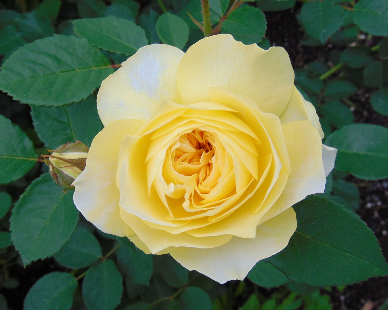 Роза желтая Пилигрим
