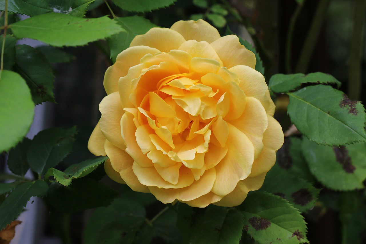 Желтая Английская Роза