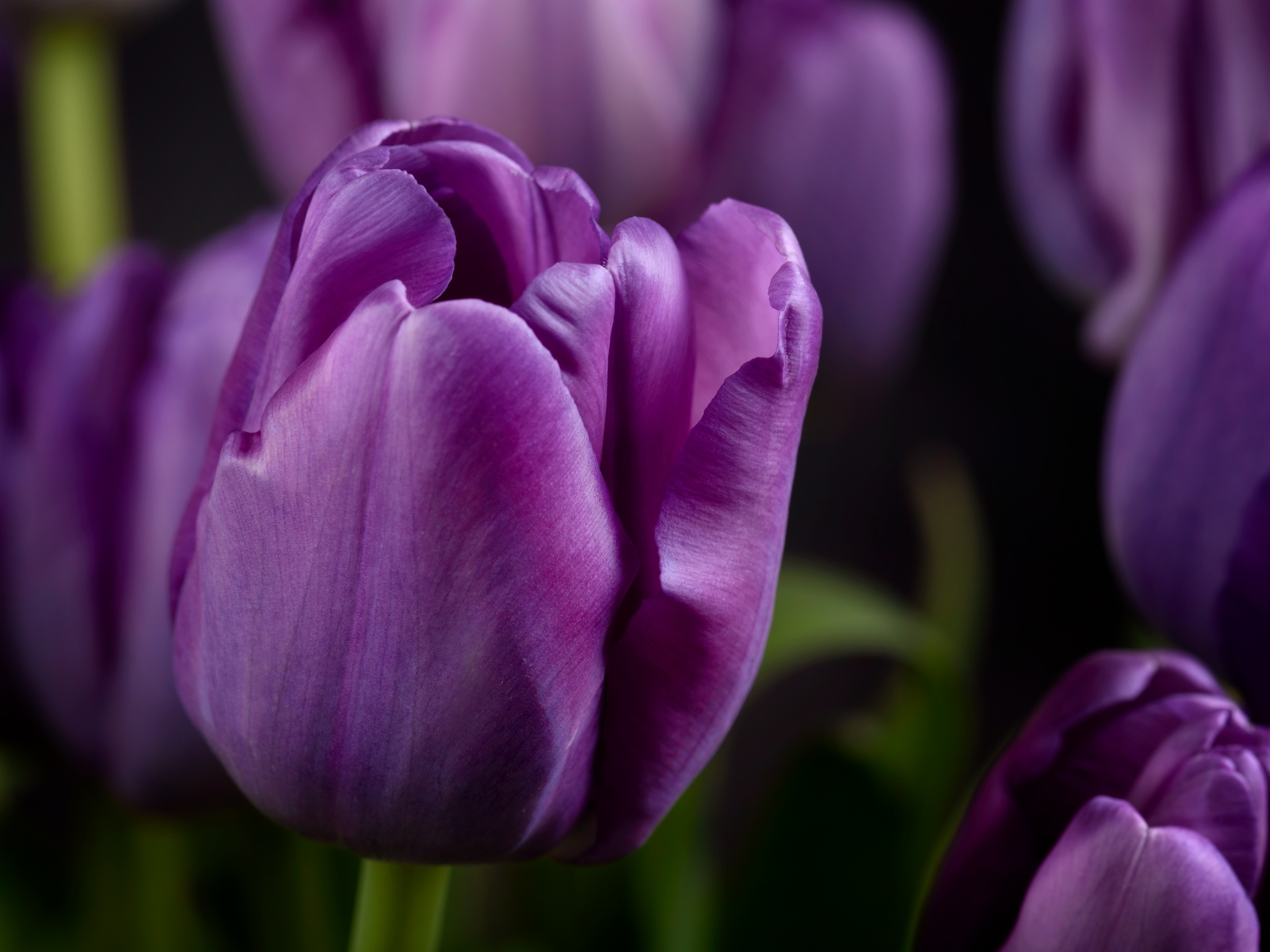 Сиреневые цветы похожие на тюльпаны
