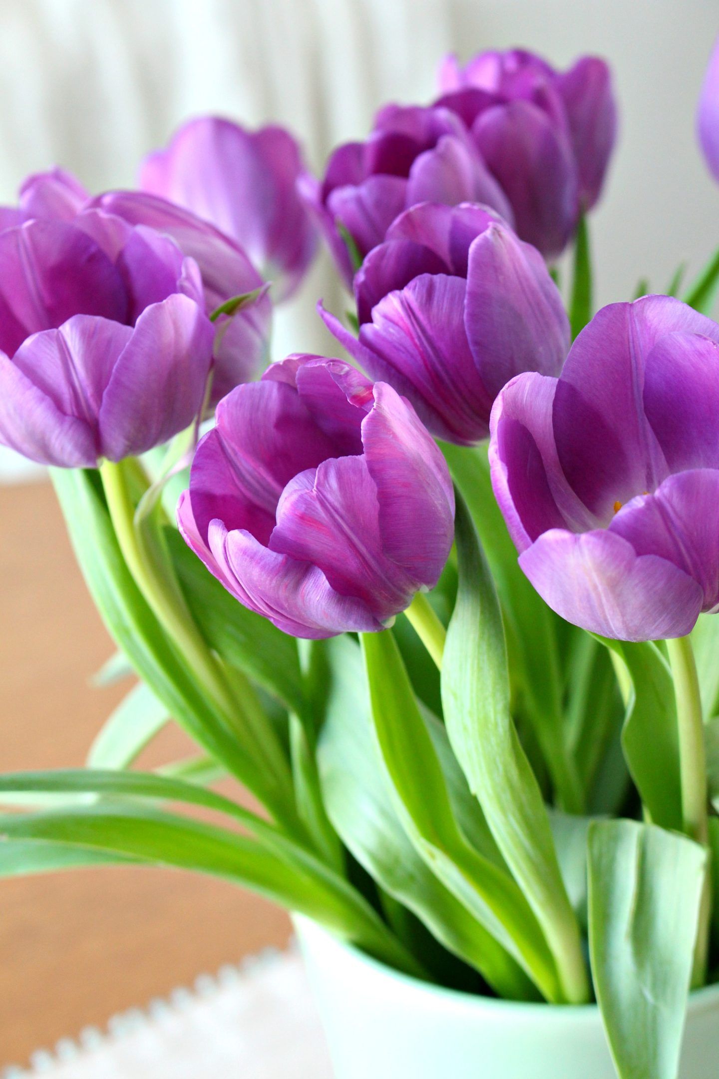 фиолетовые тюльпаны фото