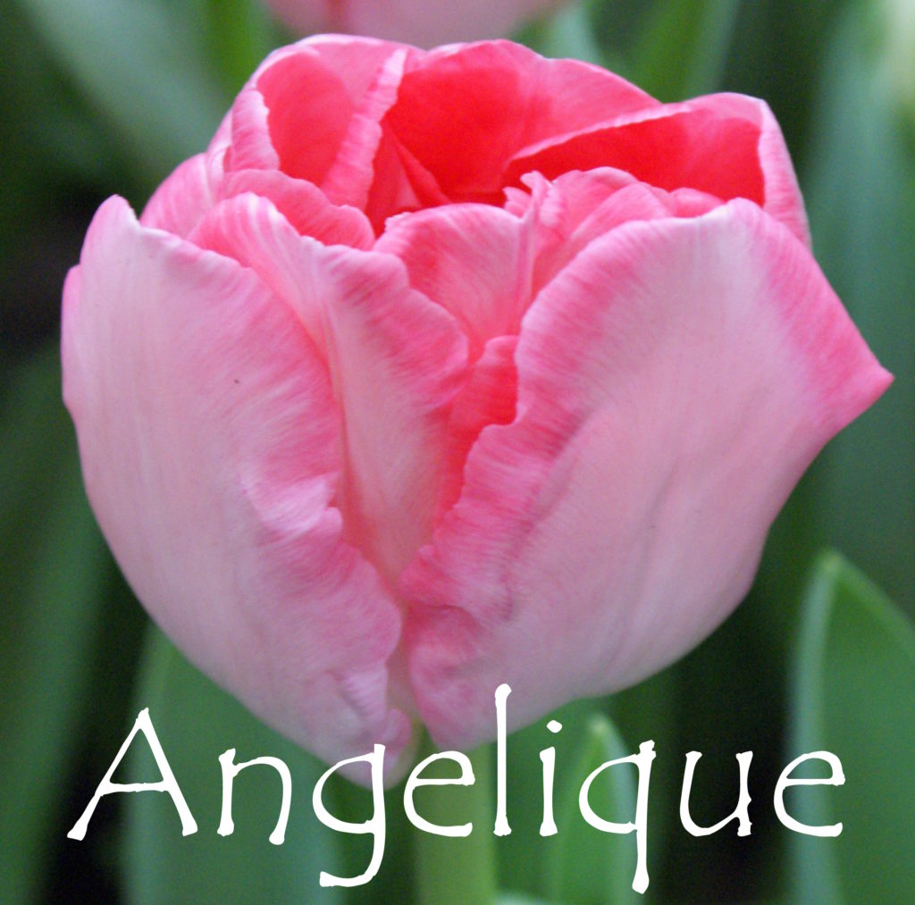 Angelique тюльпан