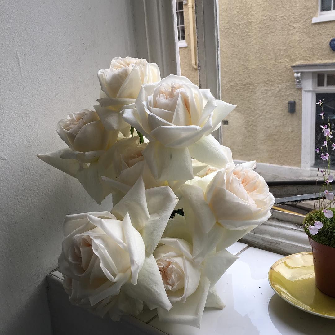 Белые розы aesthetic