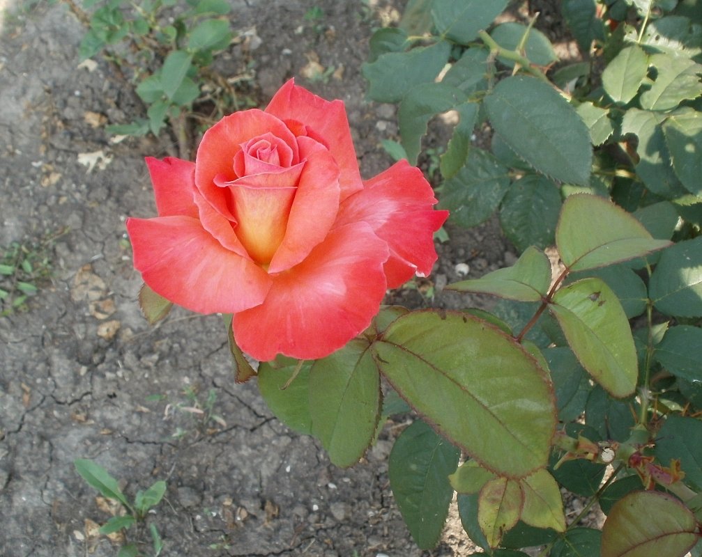 Розово лососевые розы