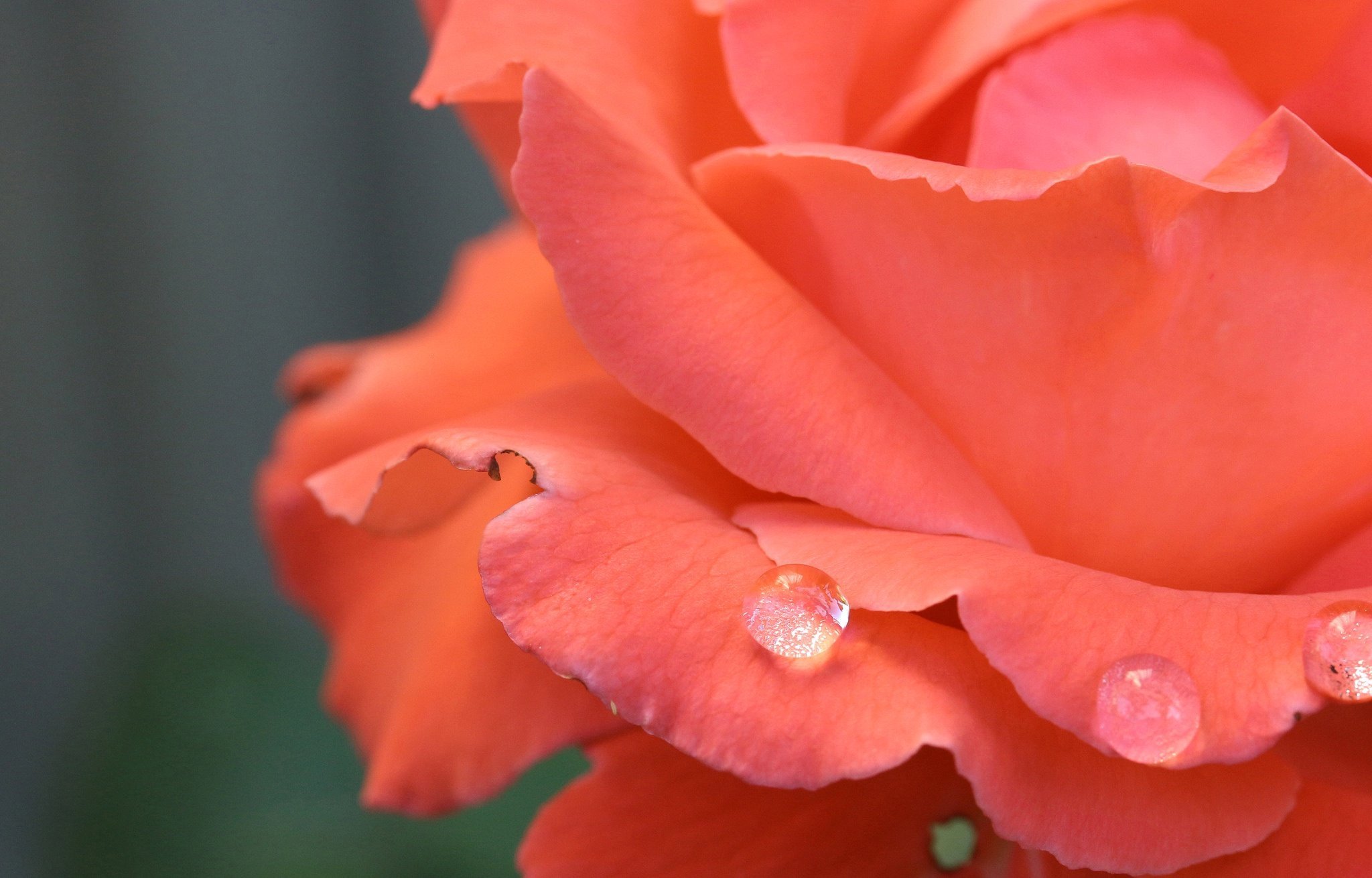 Оранжево Лососевые Розы