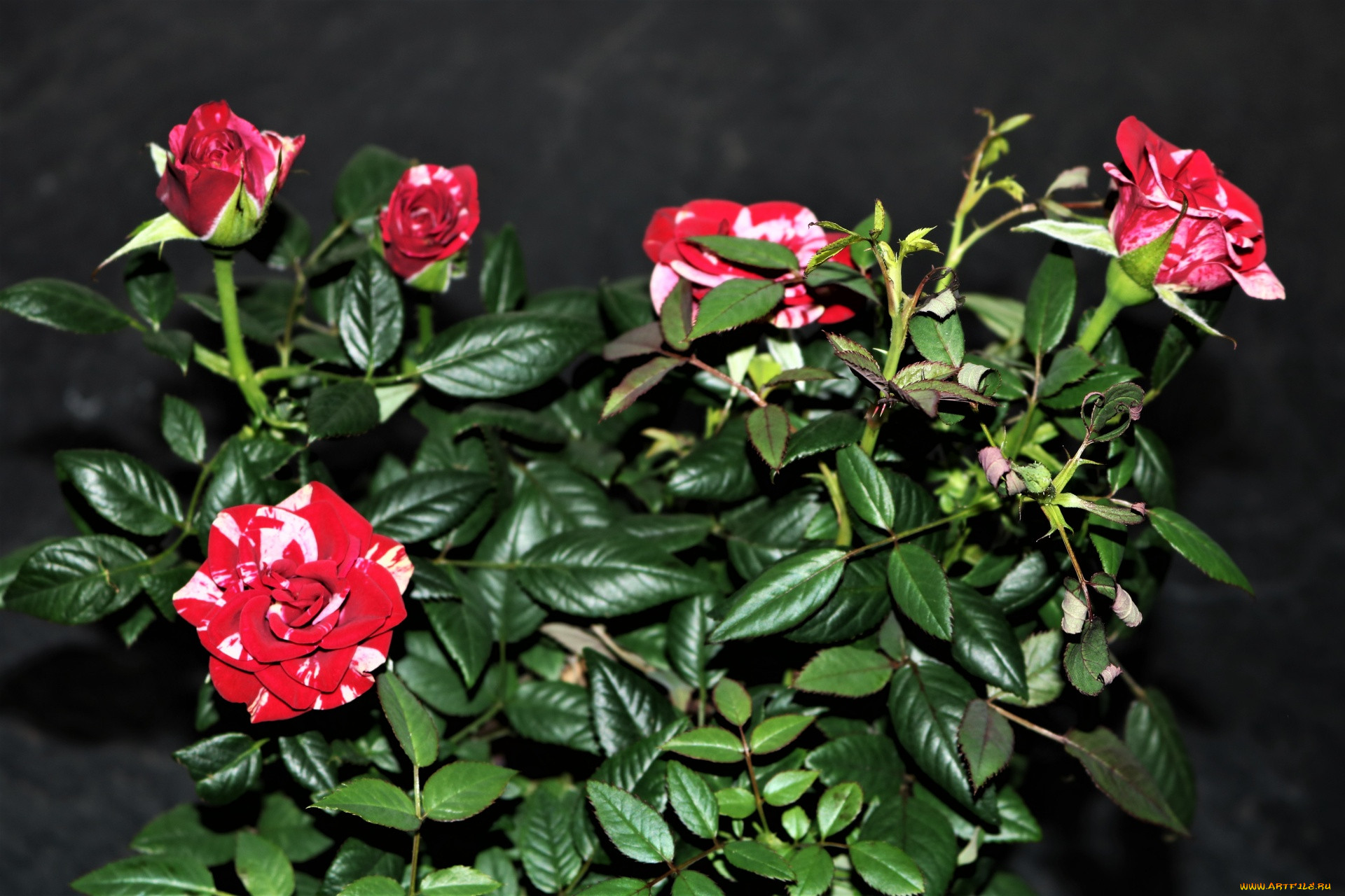 Бенгальская красная роза