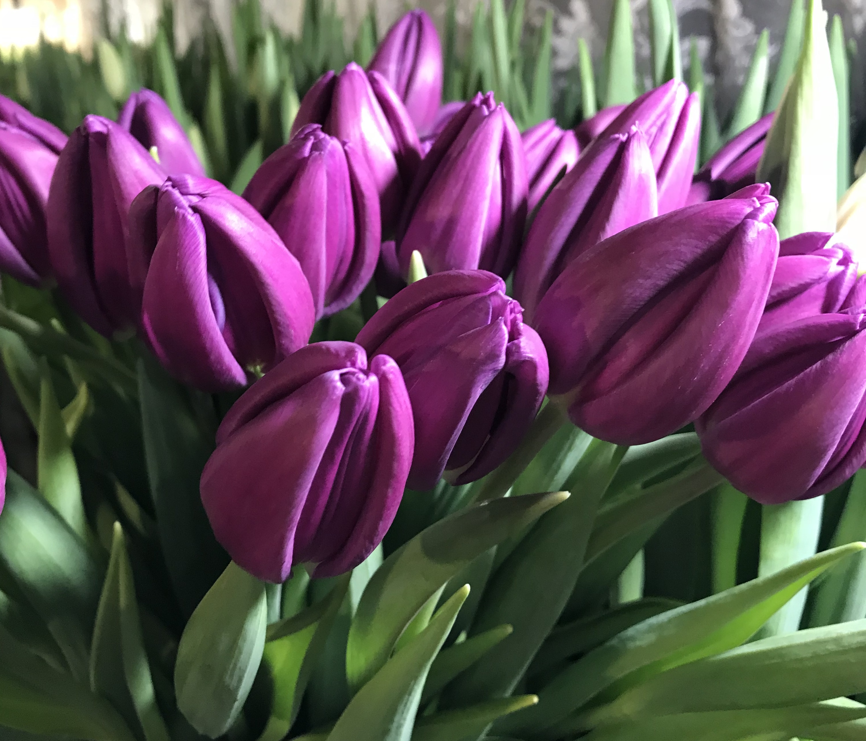 Тюльпан многоцветковый Пурпл