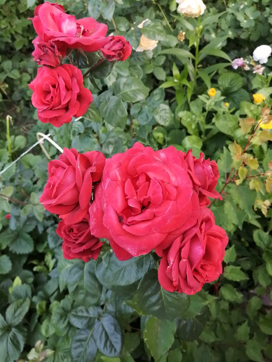 фаворит роза эквадор
