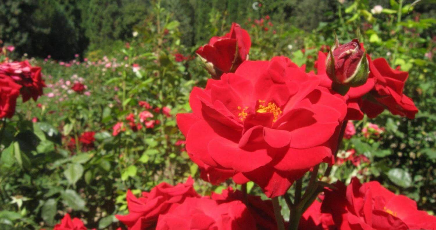 Крымские зори роза