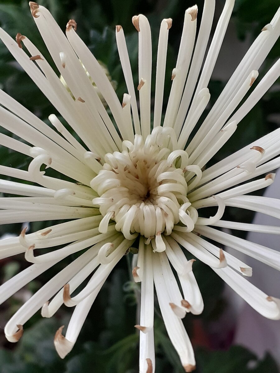 Хризантема Паукообразная