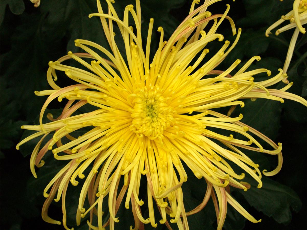 Хризантема Паукообразная