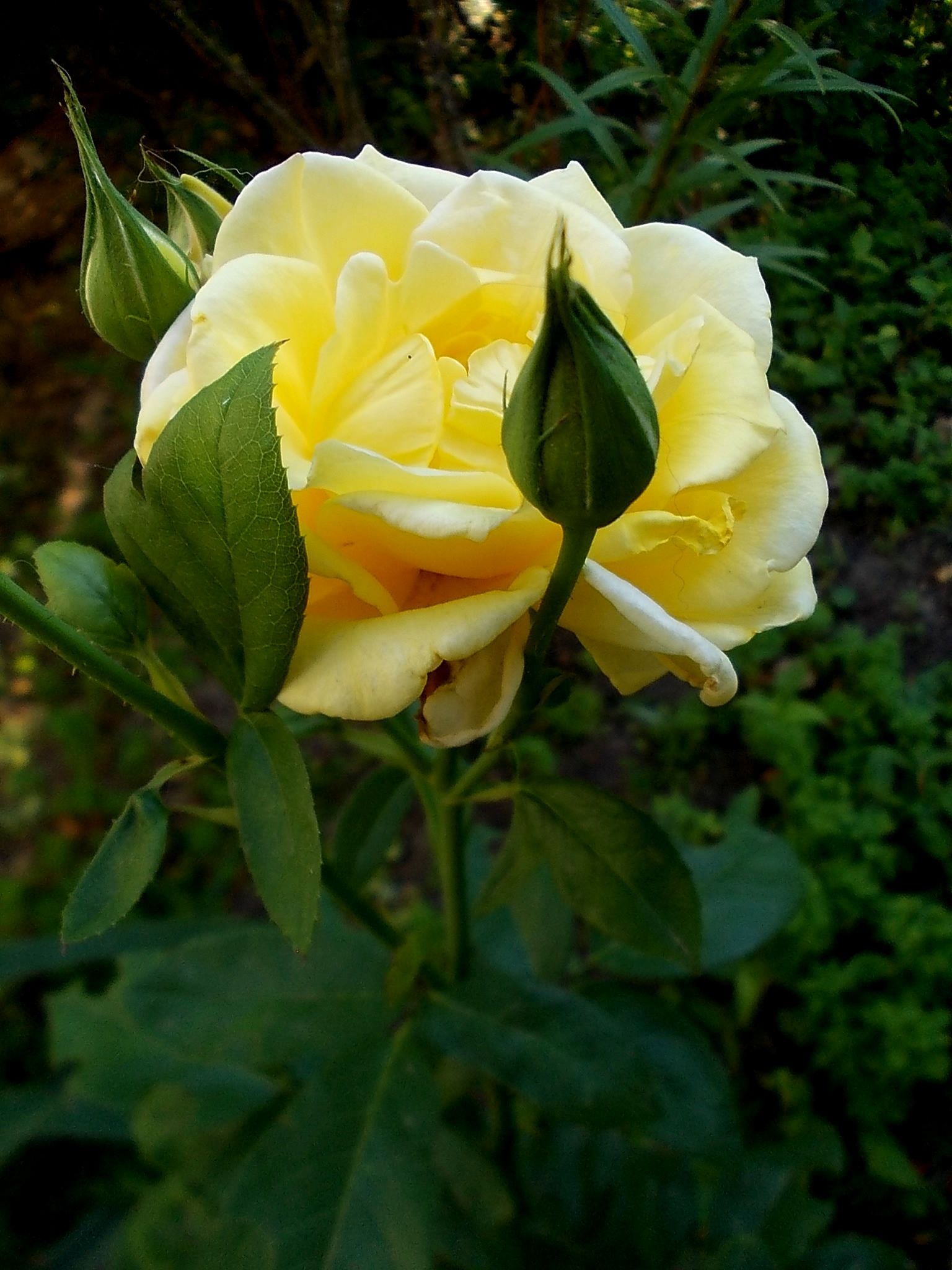 Роза Лючия Парковая желтая