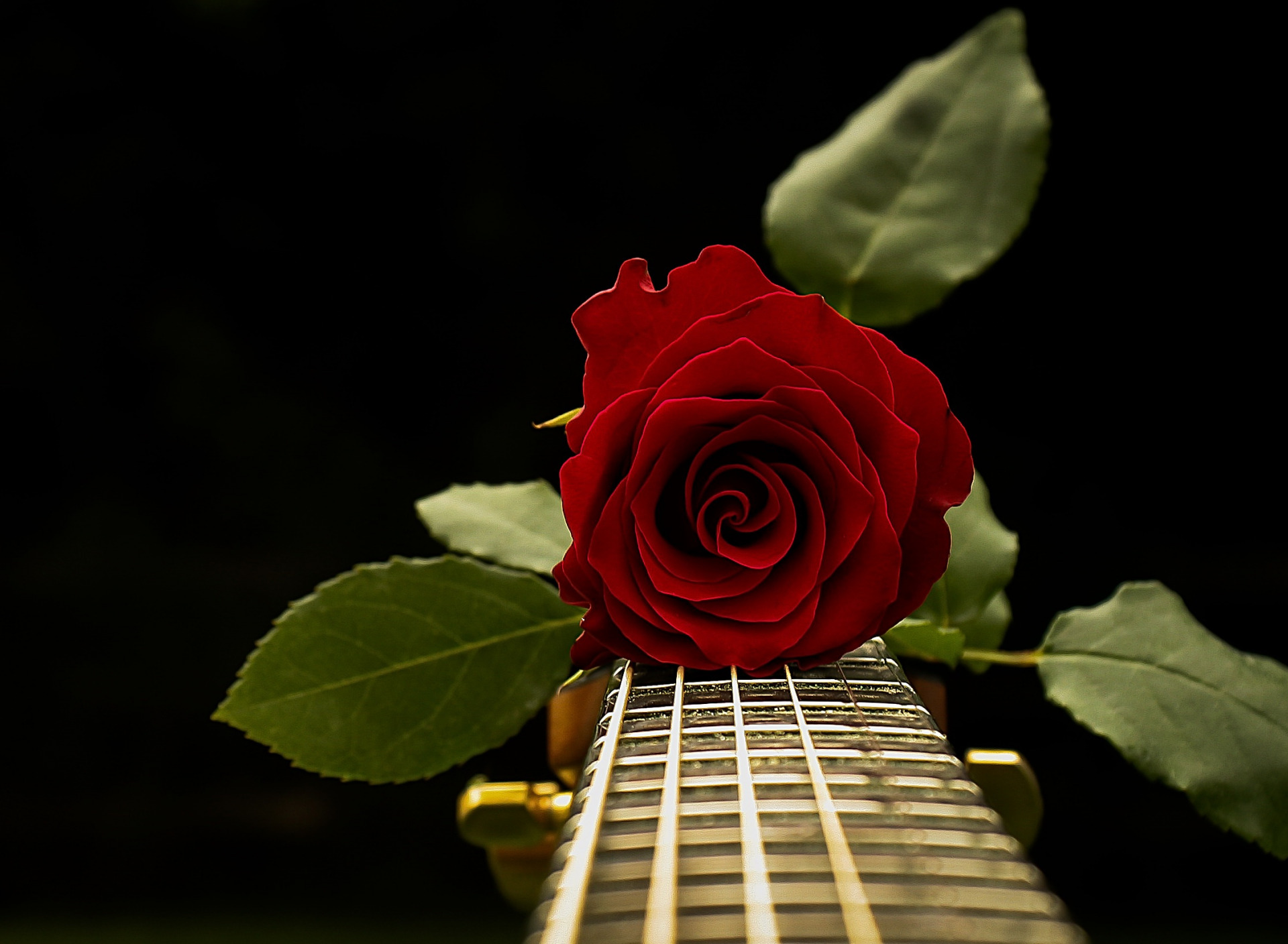 Гитара и роза