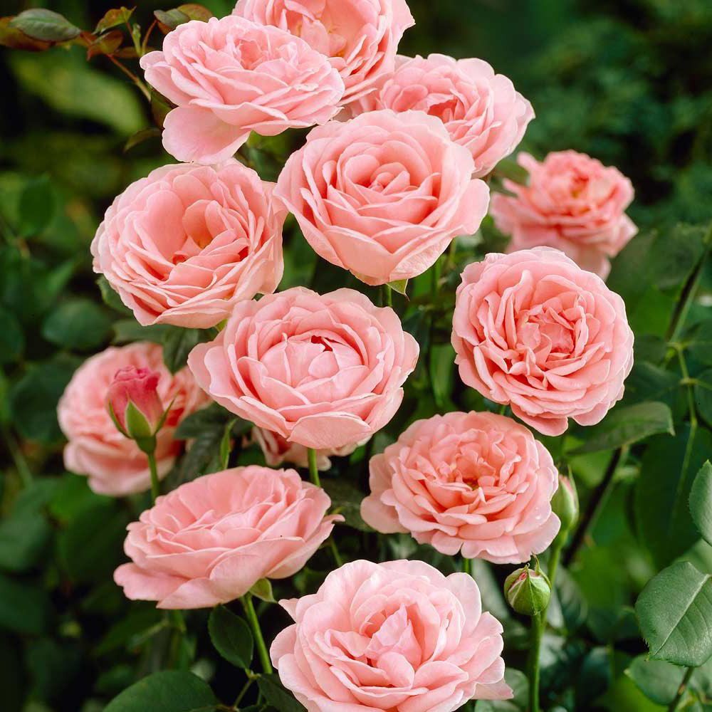 Ароматные Розы Сорта