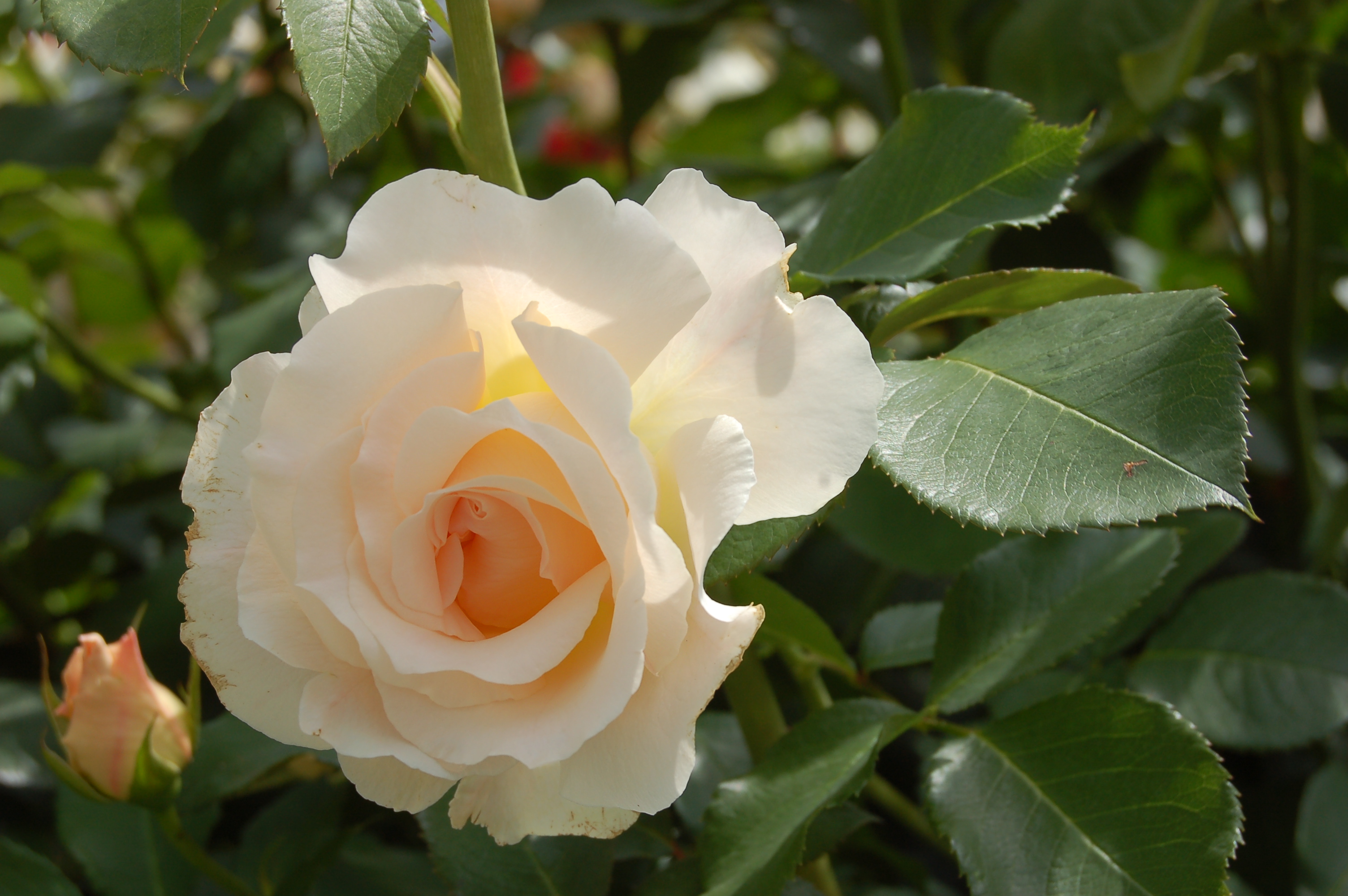 Роза рококо (Rokoko)