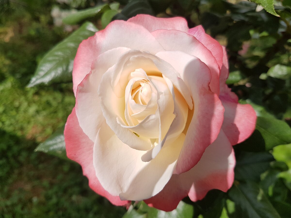 Роза сорт князь Рюрик