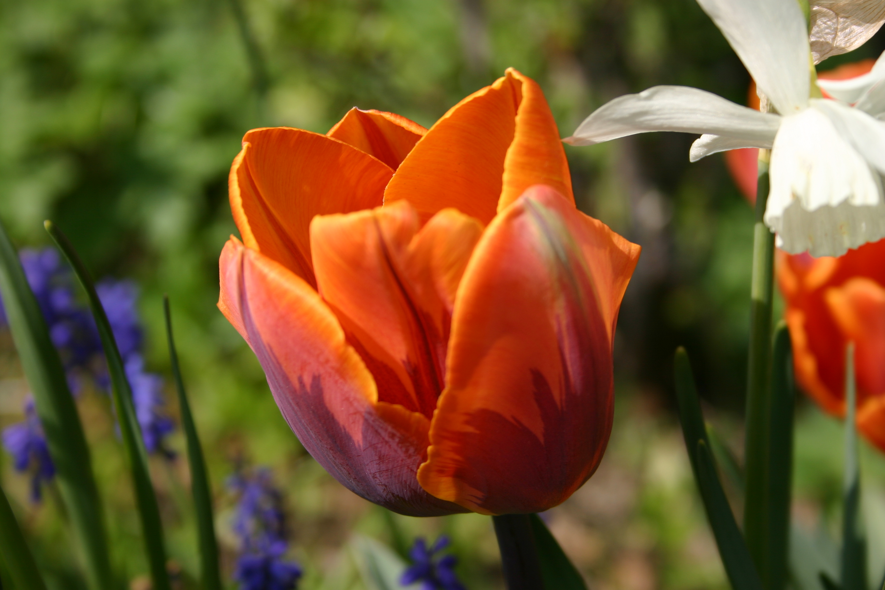 Tulipa Triumph Princess
