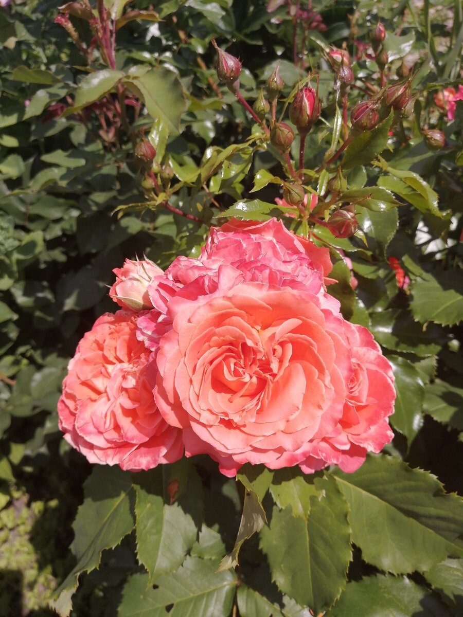 Роз Эмильен Гийо роза