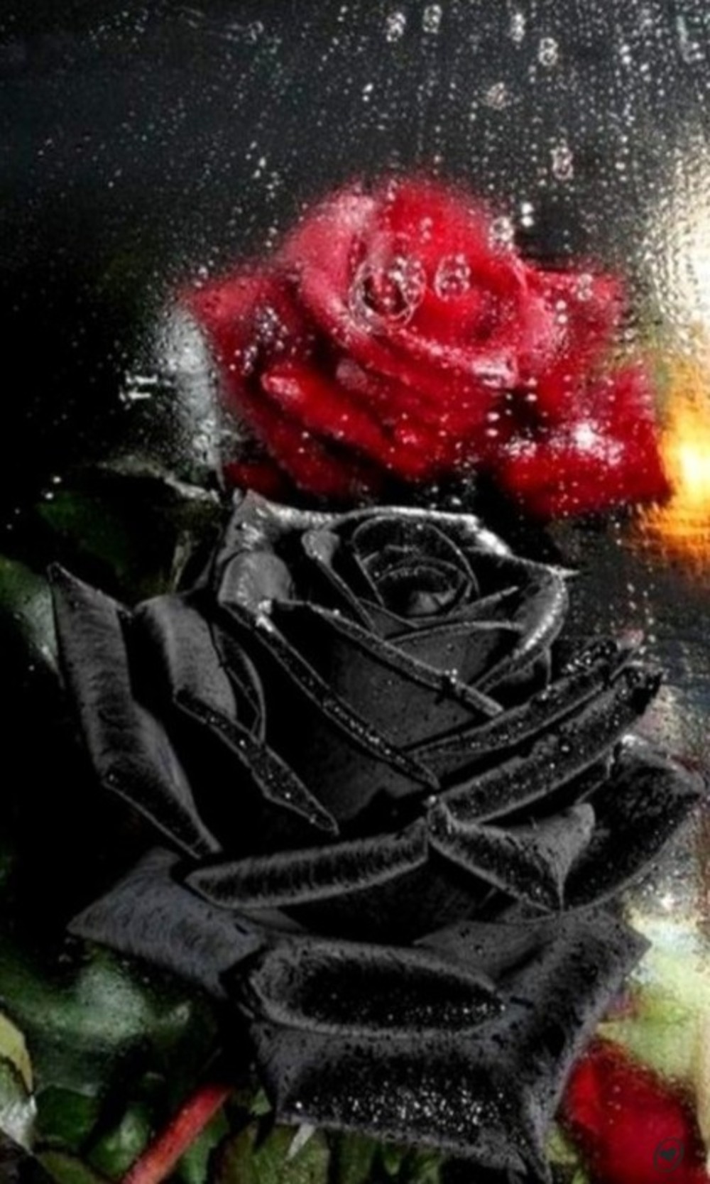Роза в слезах