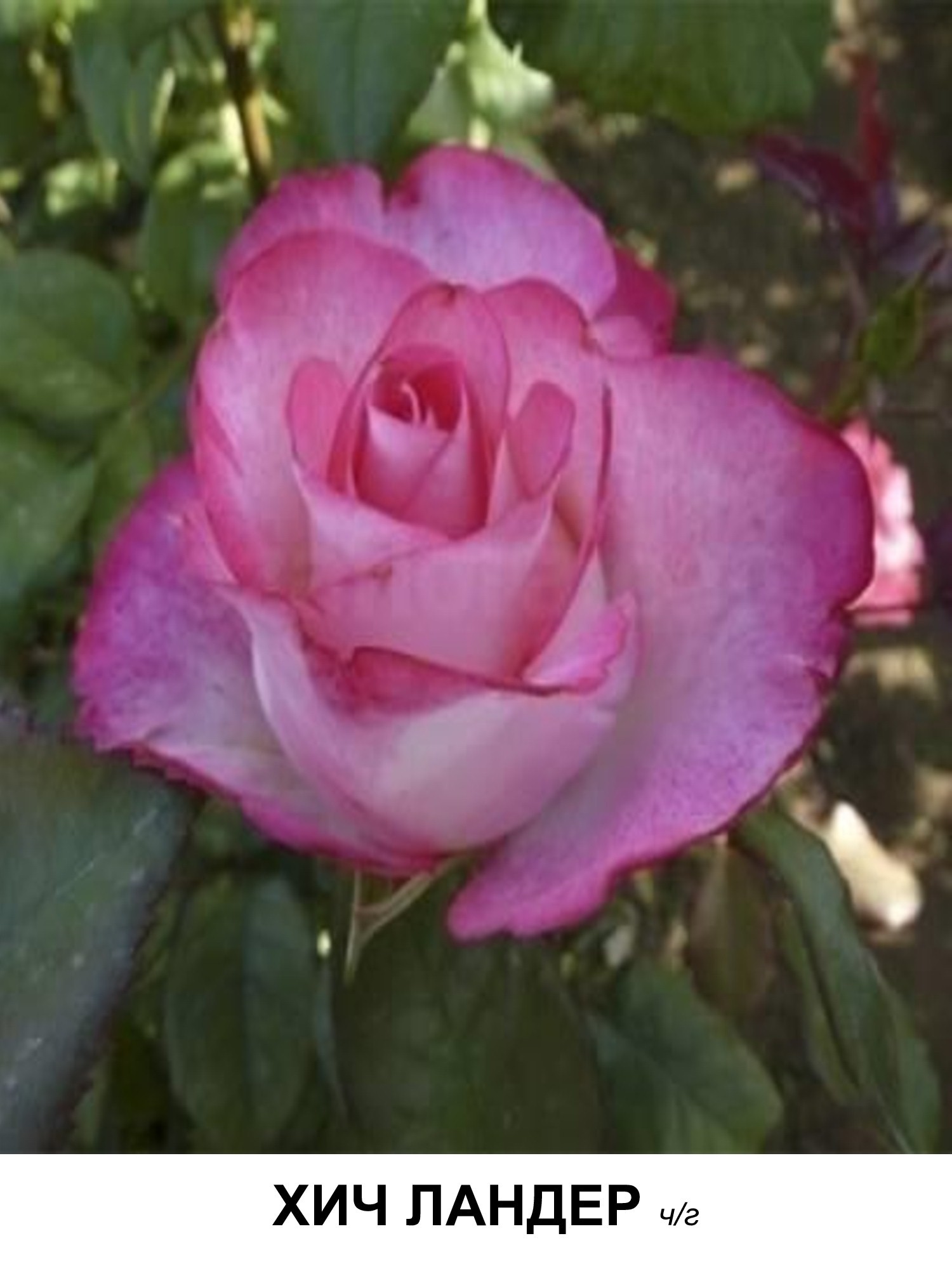 Роза хайлендер чайно-гибридная