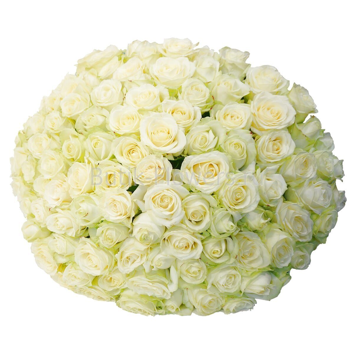 Букет 101 белая роза (50 см)