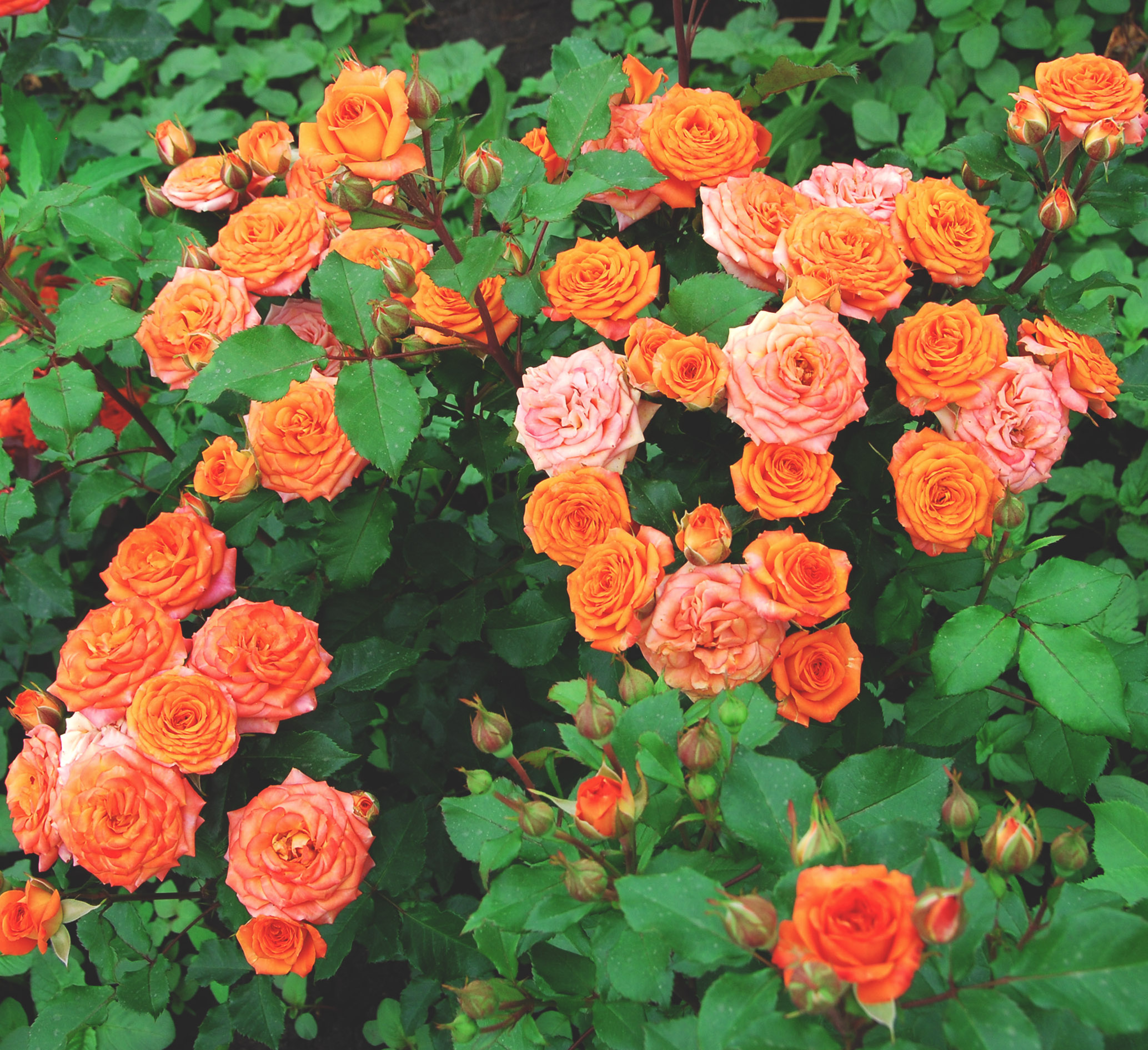 Роза кустовая Алегрия