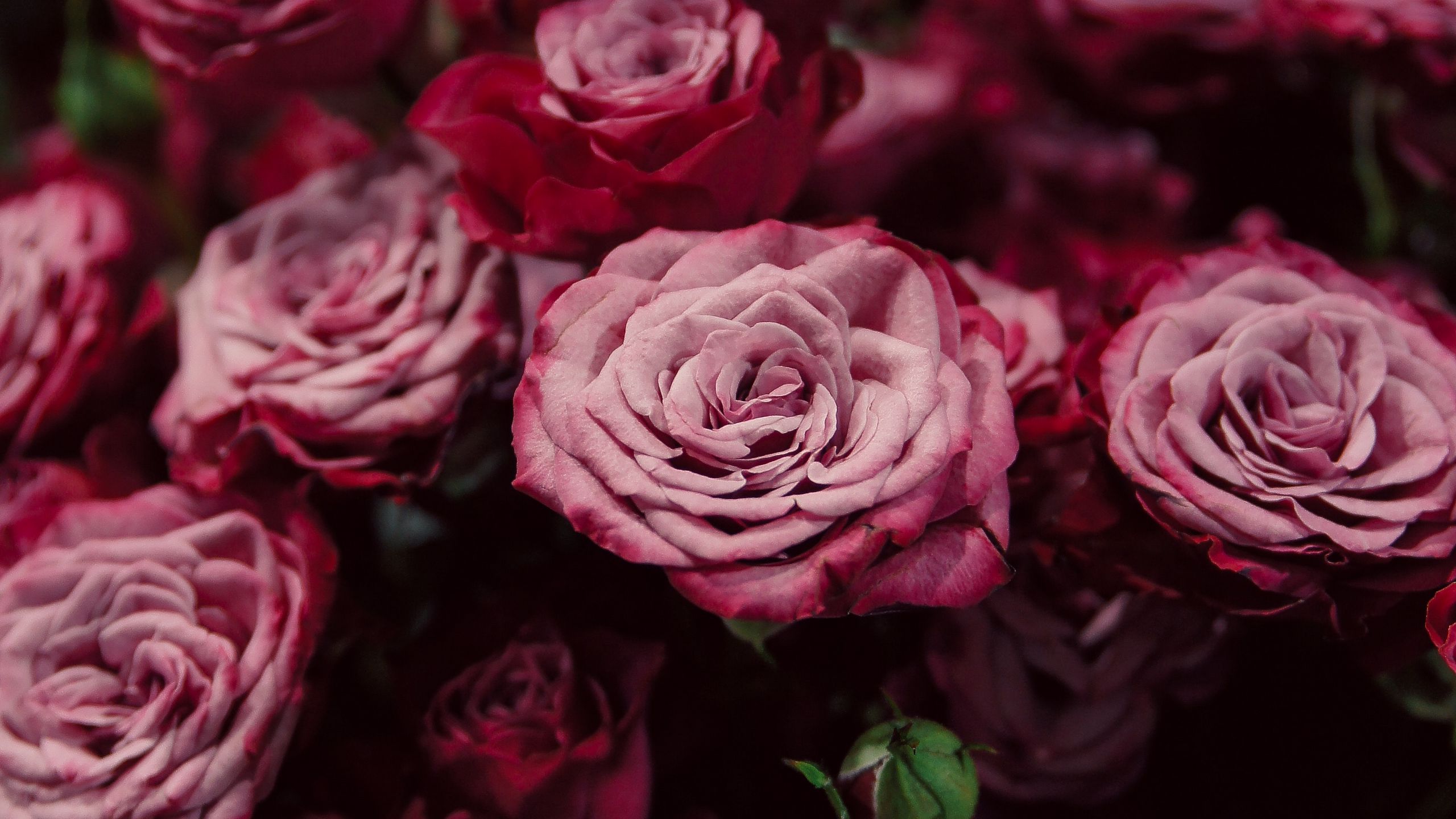 Бордовые розы Эстетика