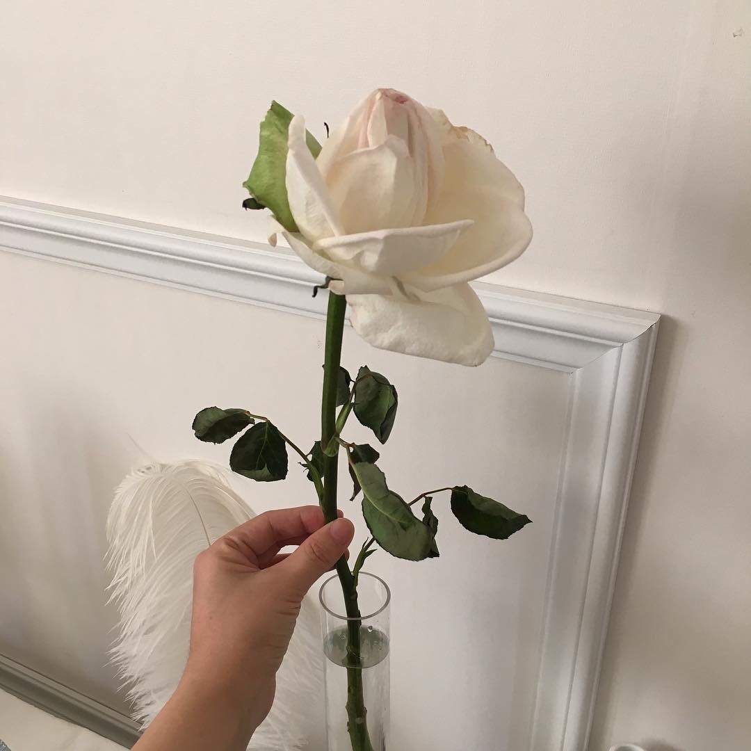 Розы сохраненки