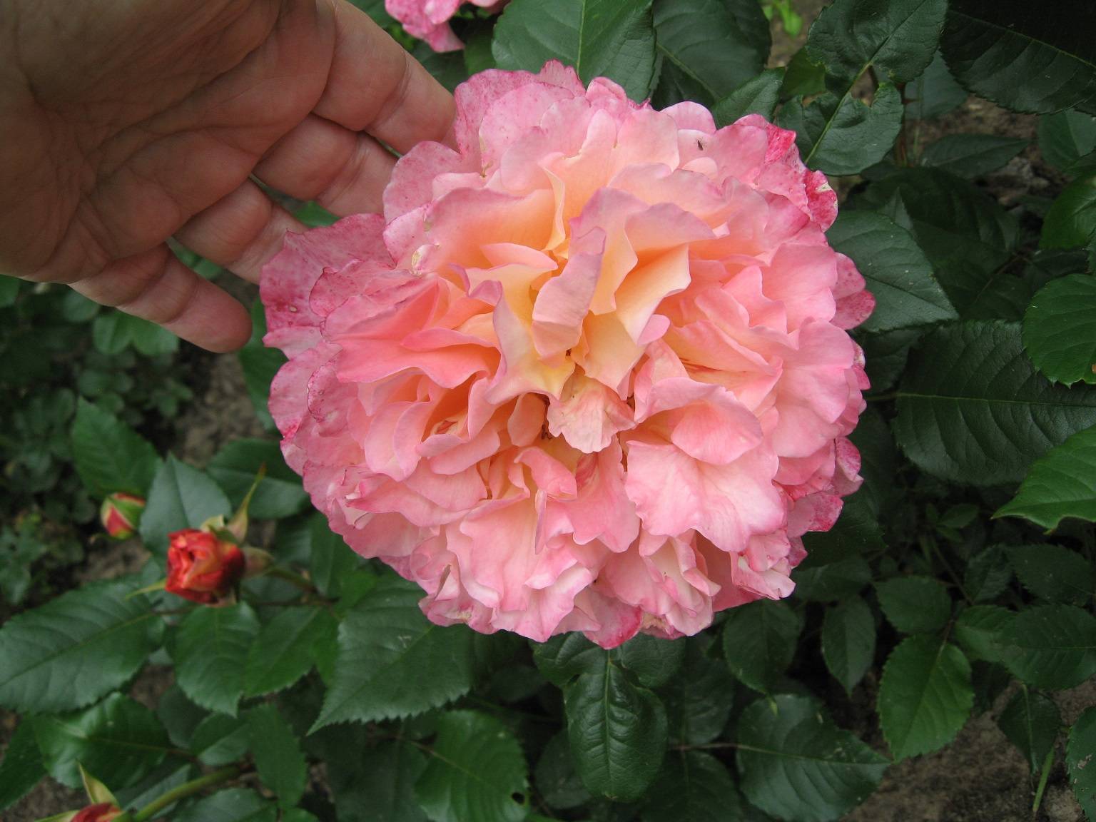Штамбовая роза августа Луиза
