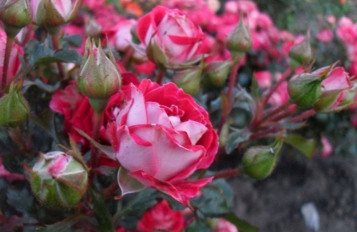 Роза бордюрная Руби