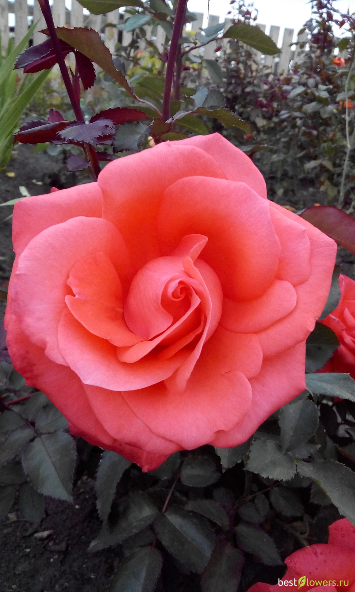 Роза Эдэм Сибирские розы