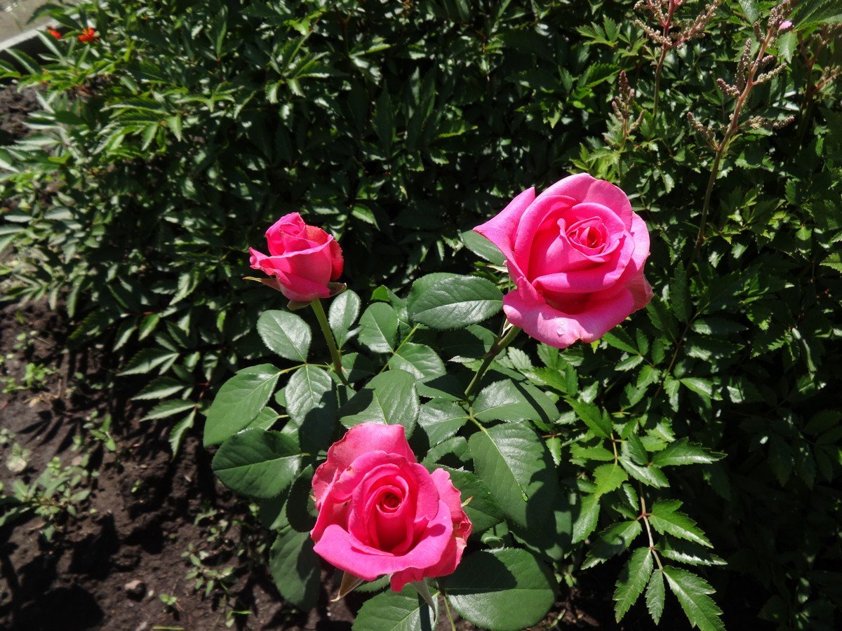 Розы Сибири