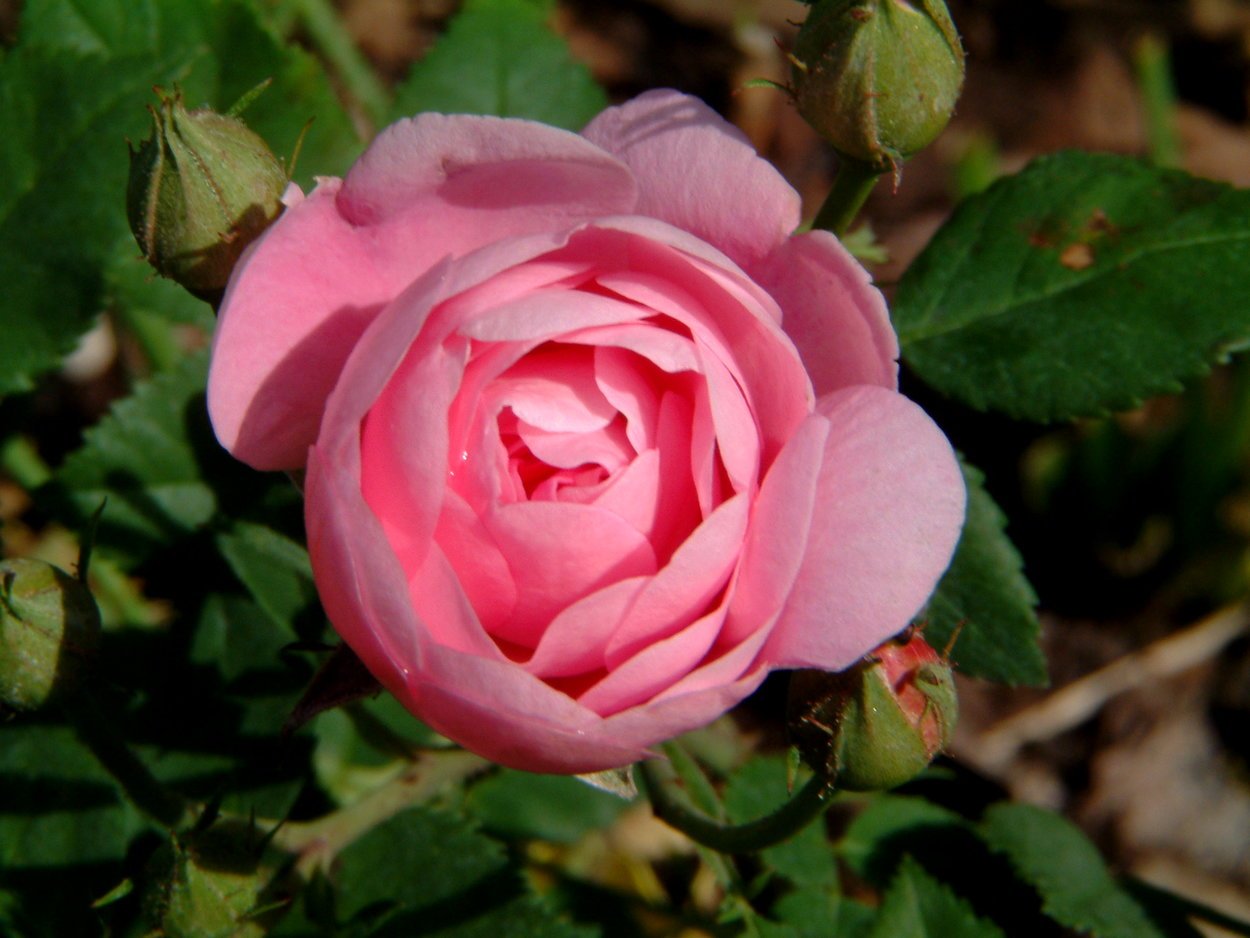 Raubritter роза