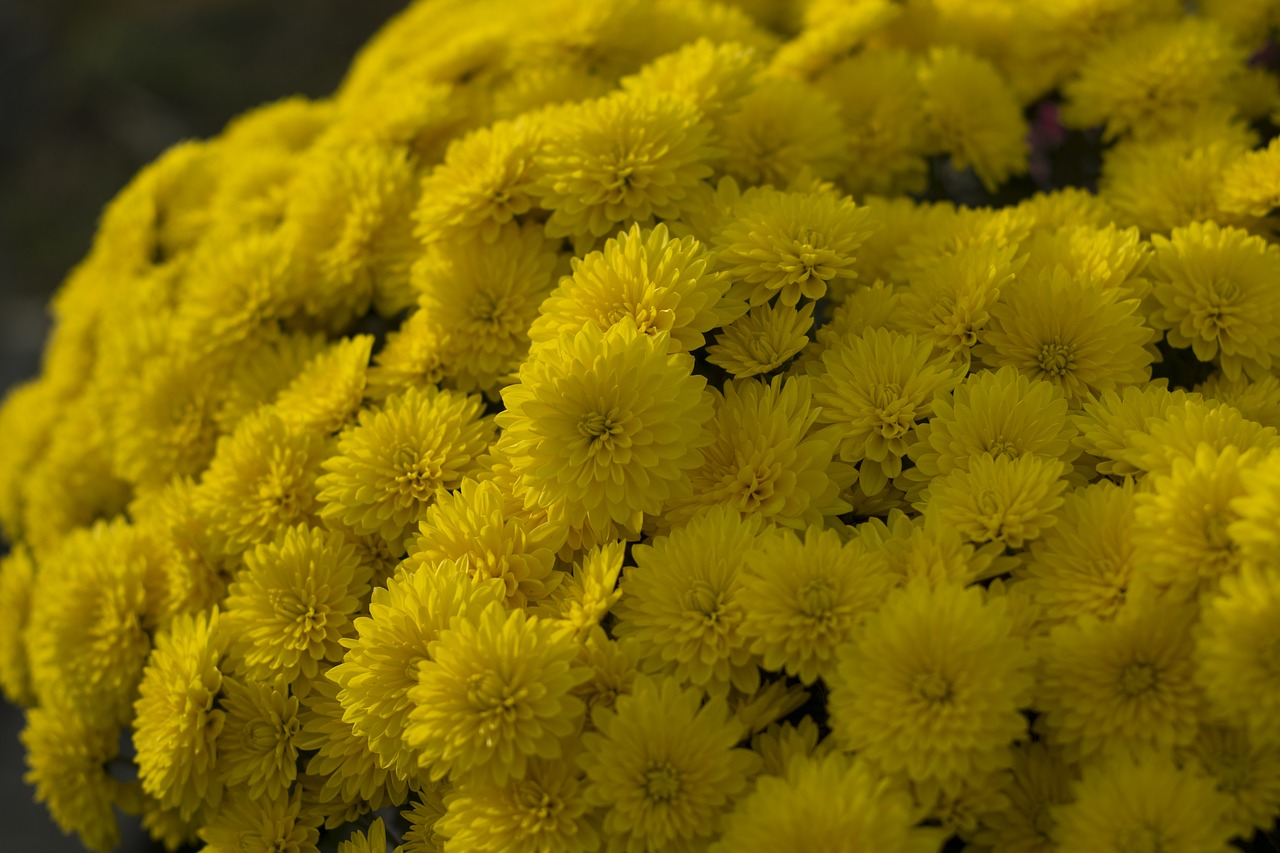 Цветы Желтые Круглые Маленькие