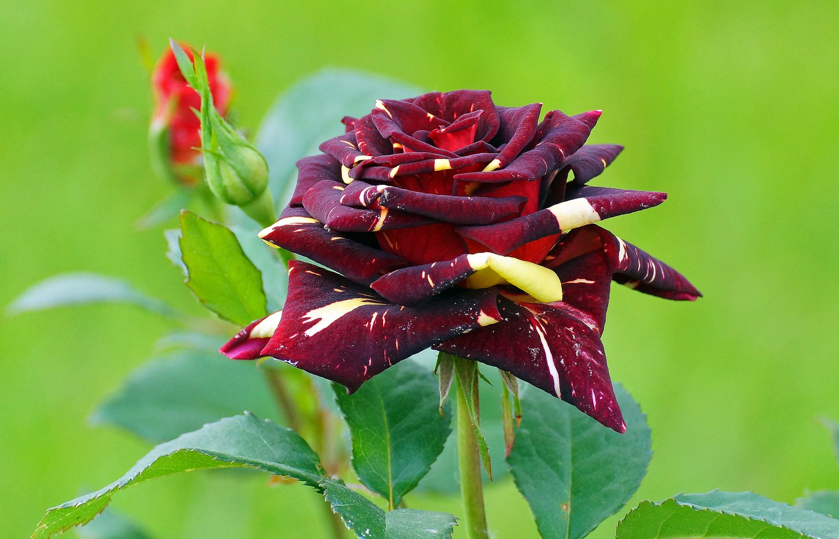 Роза чайно-гибридная абракадабра