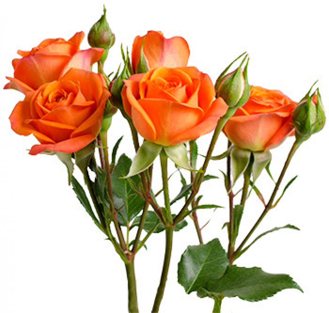 Роза кустовая оранж
