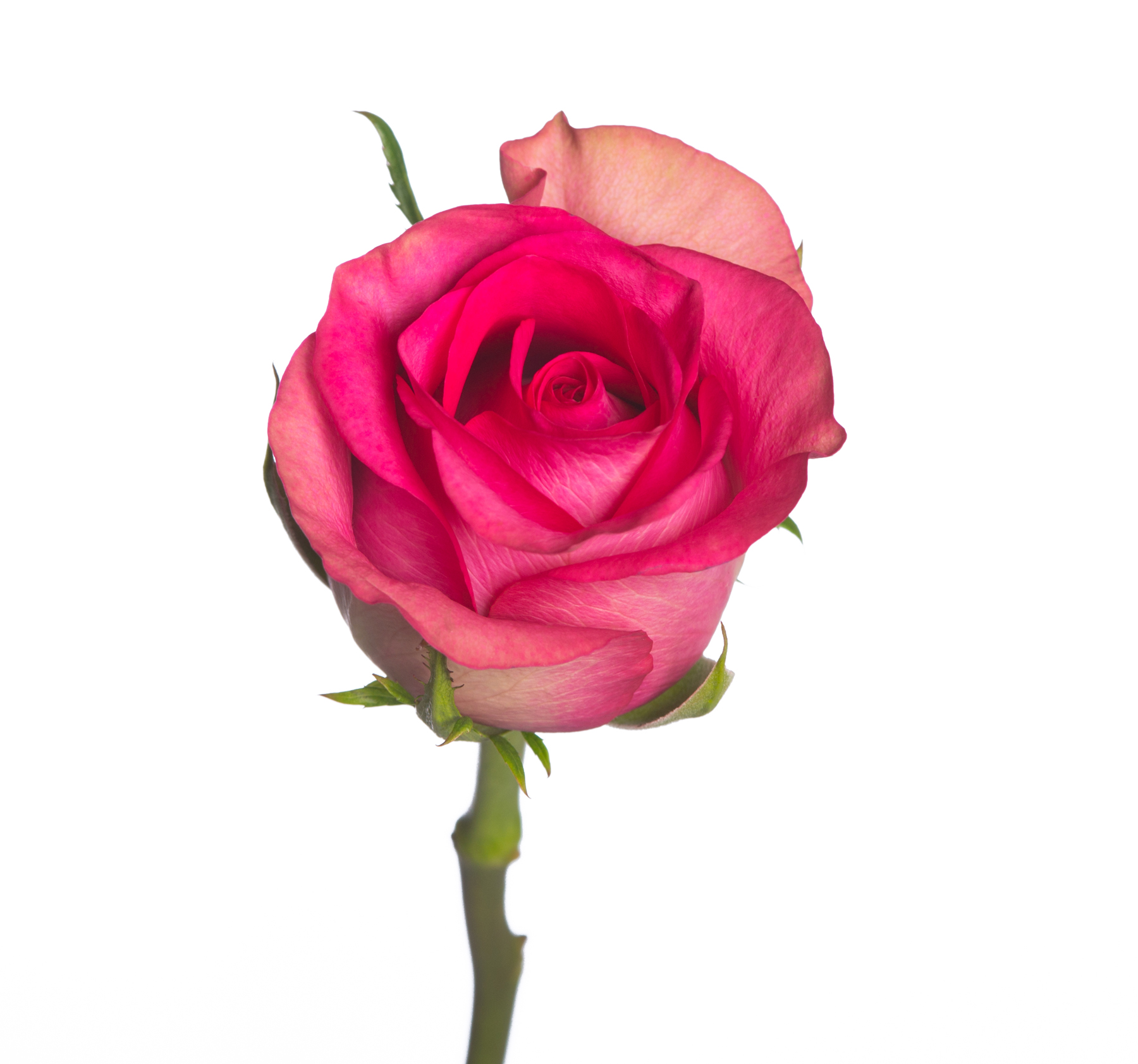 Роза одноголовая Кения 40 см