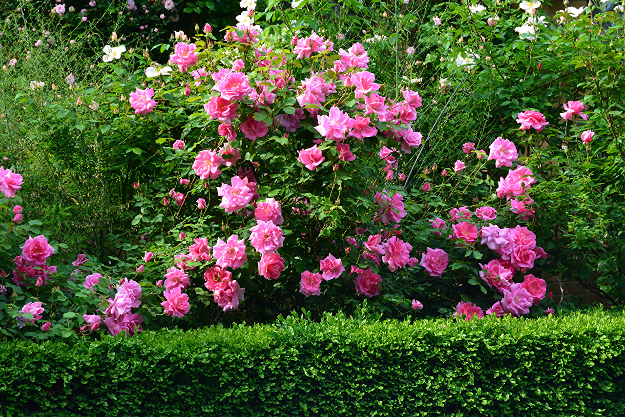 Декор Роуз роза Парковая