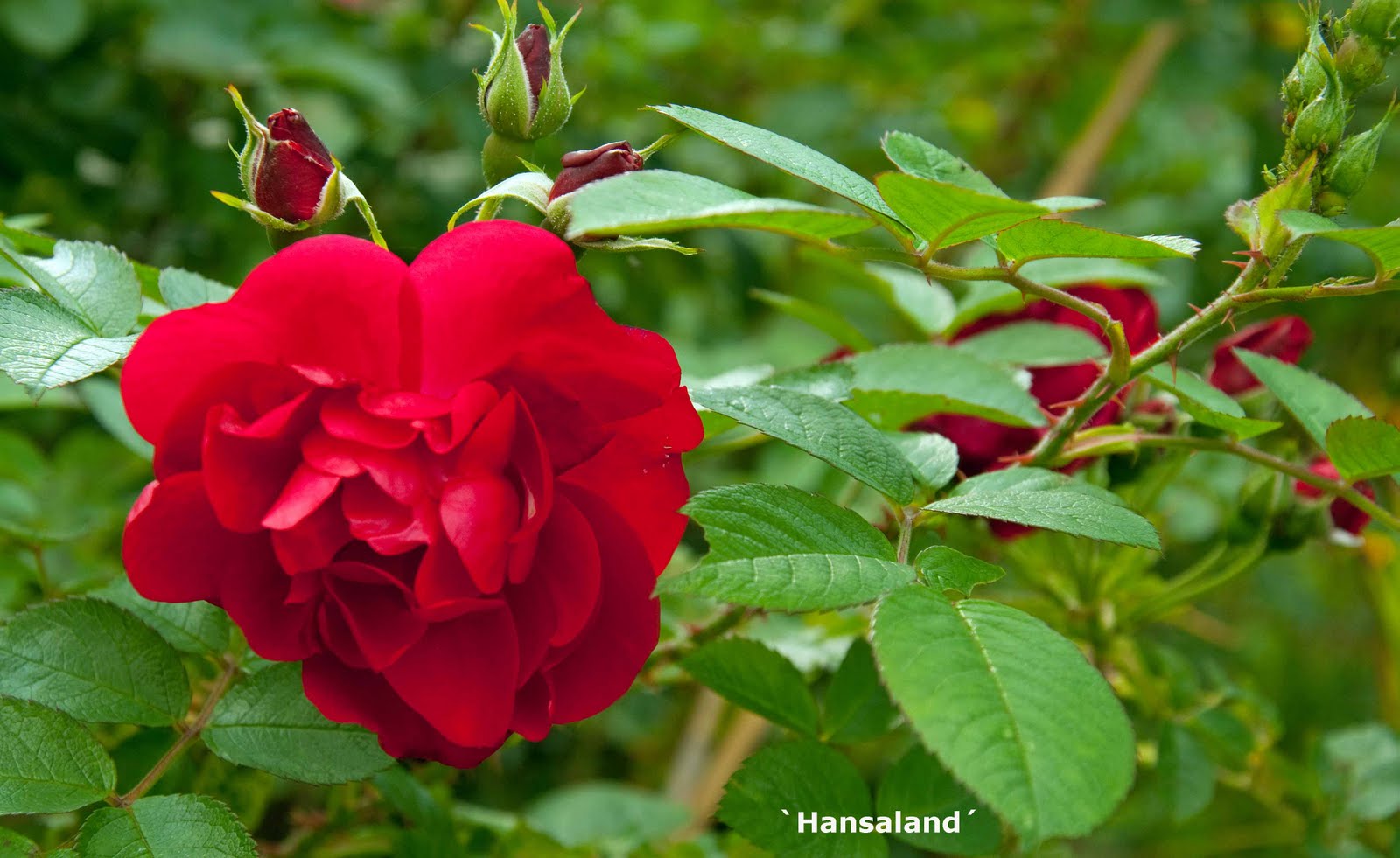 Роза Парковая Хансаланд