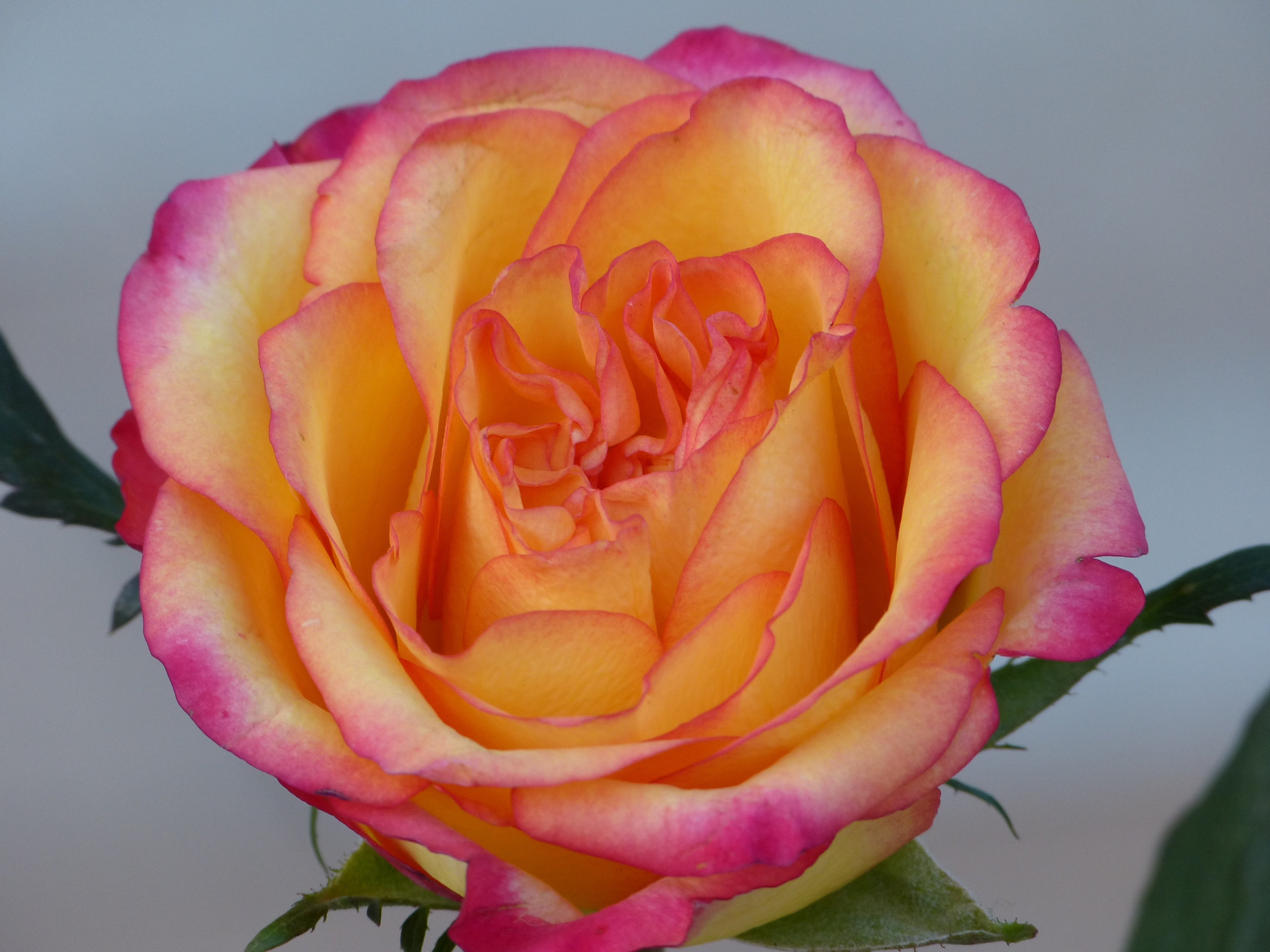 Роза хамелеон оранжево розовая