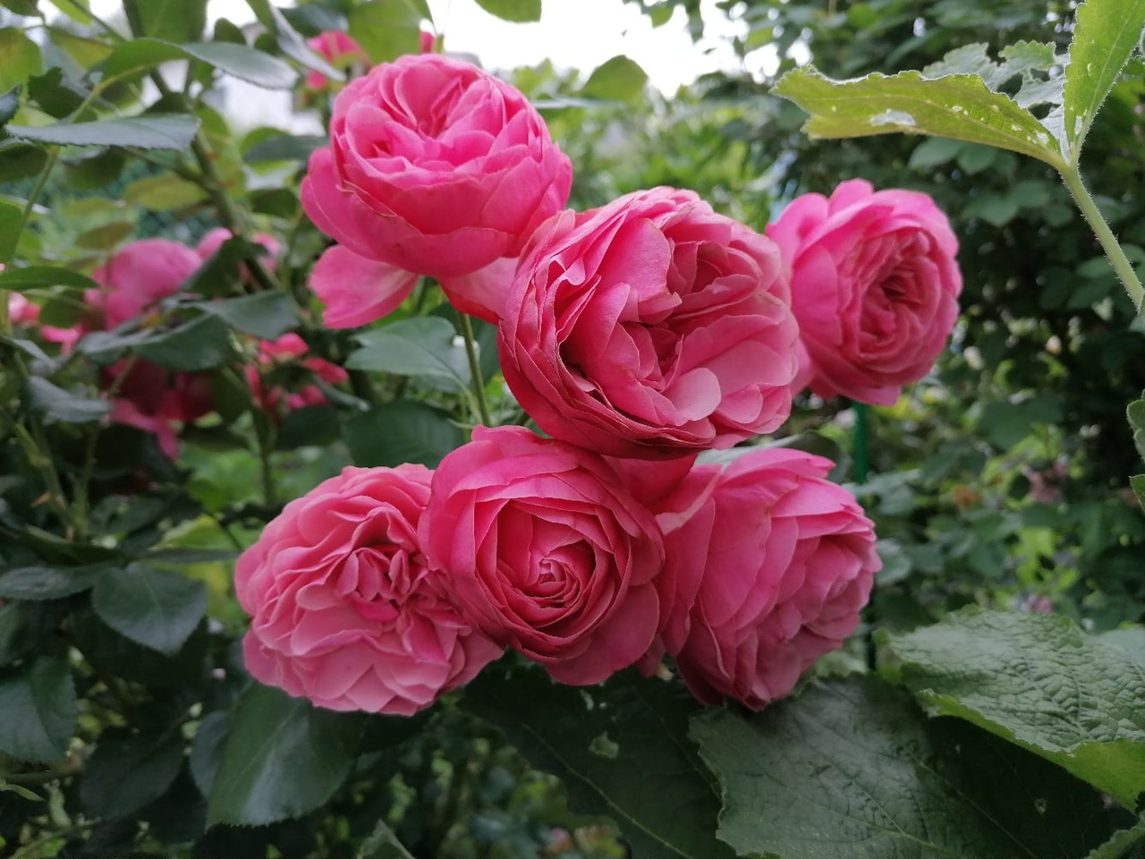 Роза кустовая Павлова