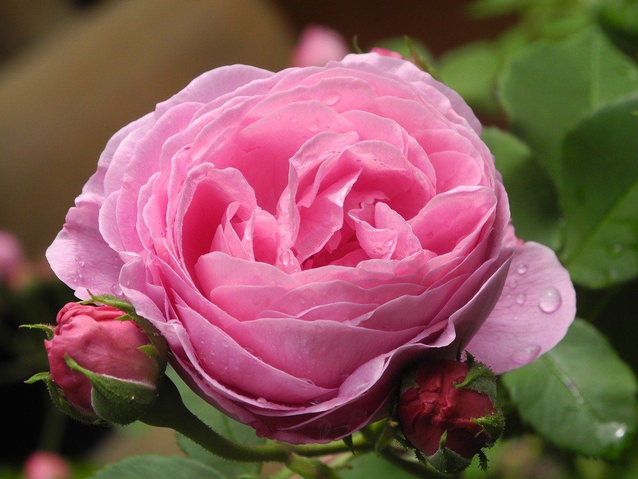 Роза Gertrude Jekyll