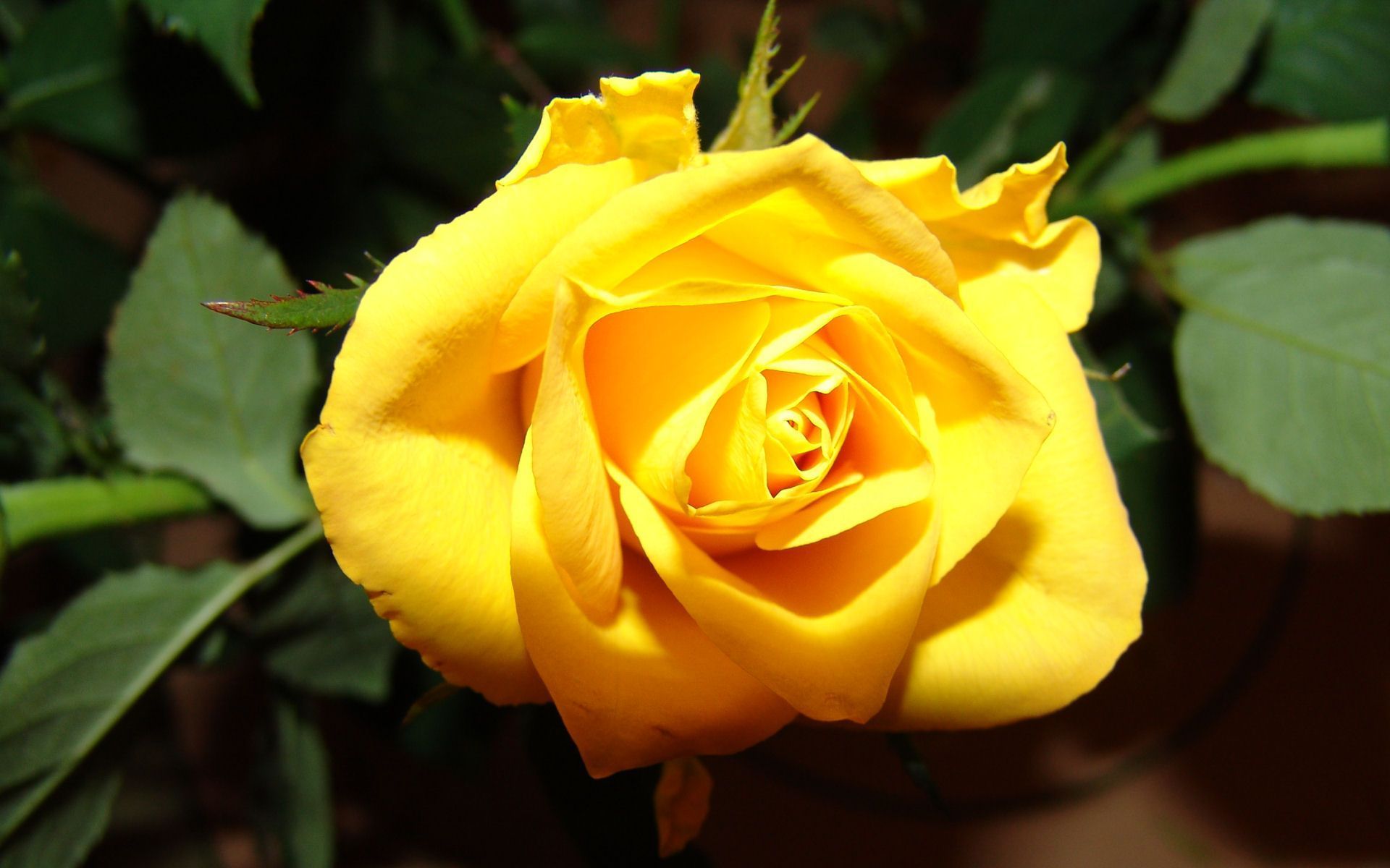 Чайно-гибридная роза Амандина (Amandine)