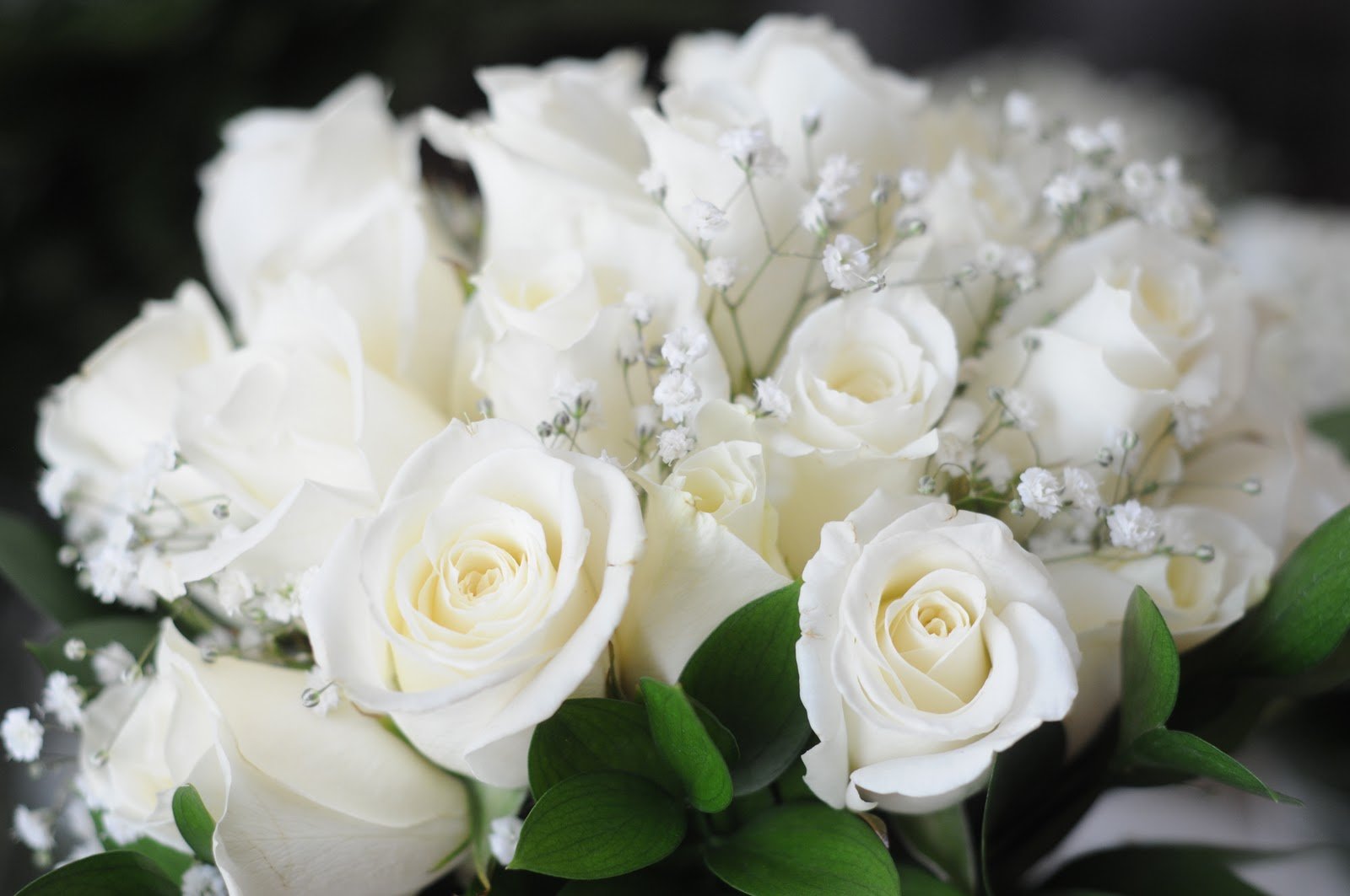Белые Розы Картинки Поздравления